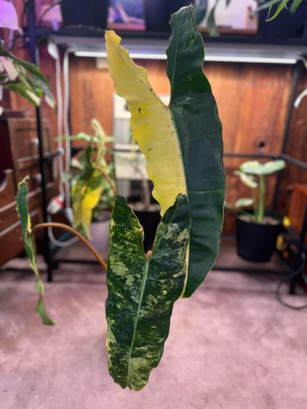 Philodendron billietiae Variegata – Image 8