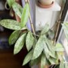 Hoya pubicalyx 'Silver Spot' – Image 7