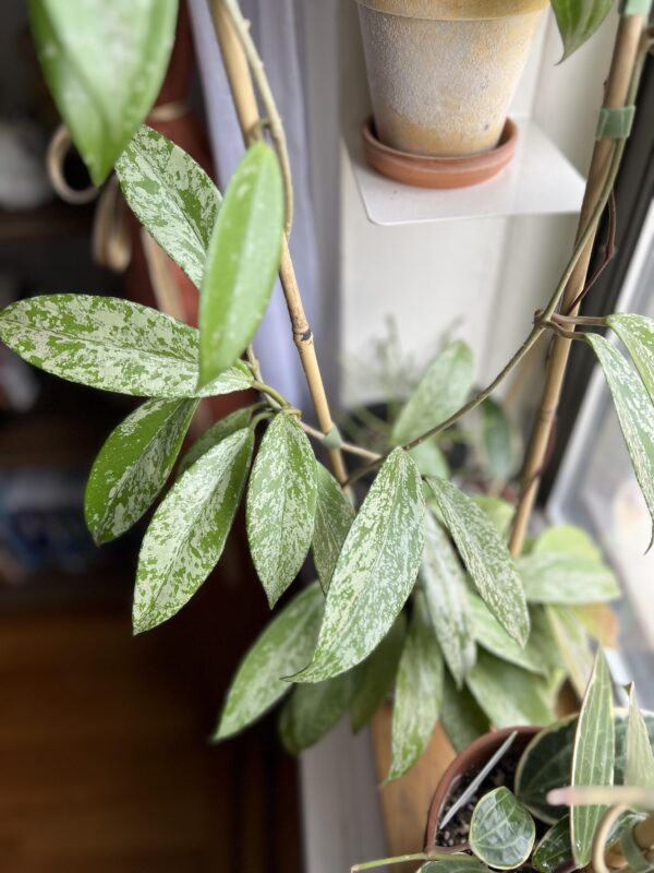 Hoya pubicalyx 'Silver Spot' – Image 7