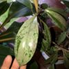 Hoya pubicalyx 'Silver Spot' – Image 8