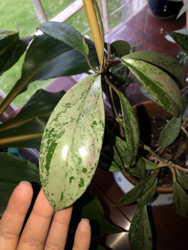 Hoya pubicalyx 'Silver Spot' – Image 8