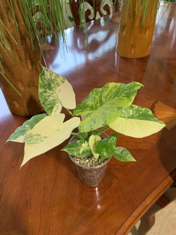 Alocasia gageana Aurea – Image 9