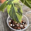 Philodendron Melanochrysum Variegata – Image 2