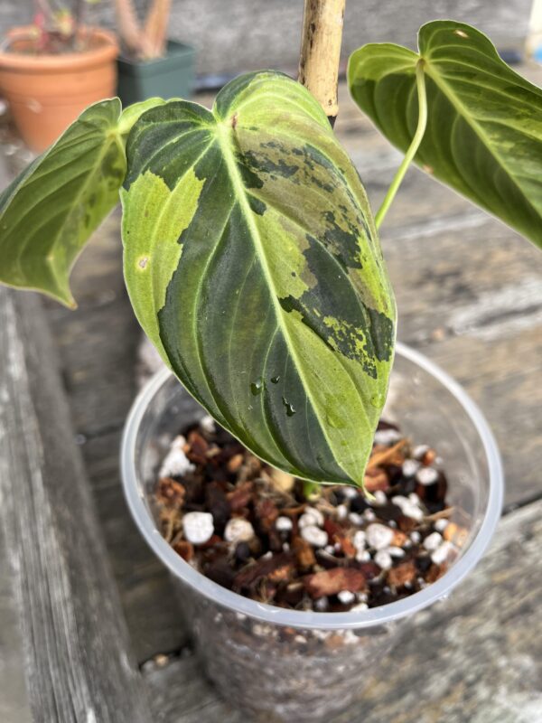 Philodendron Melanochrysum Variegata – Image 2