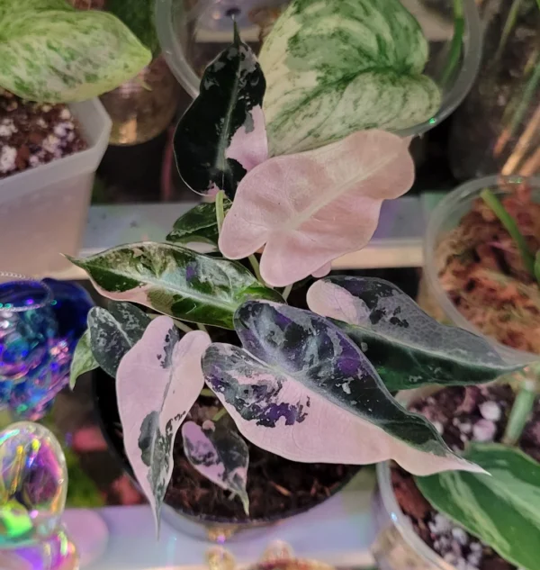 Alocasia Bambino Pink Variegata – Image 3