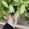 Hoya pubicalyx 'Silver Spot' – Image 9