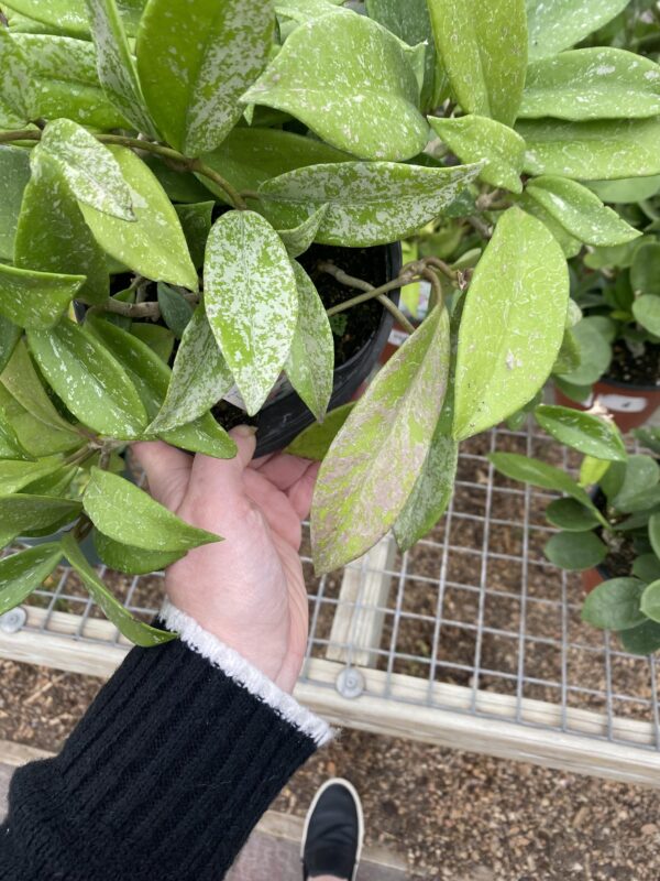 Hoya pubicalyx 'Silver Spot' – Image 9