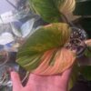 Homalomena Rubescens Variegata – Image 8