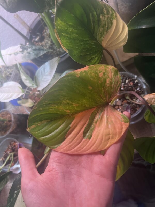 Homalomena Rubescens Variegata – Image 8