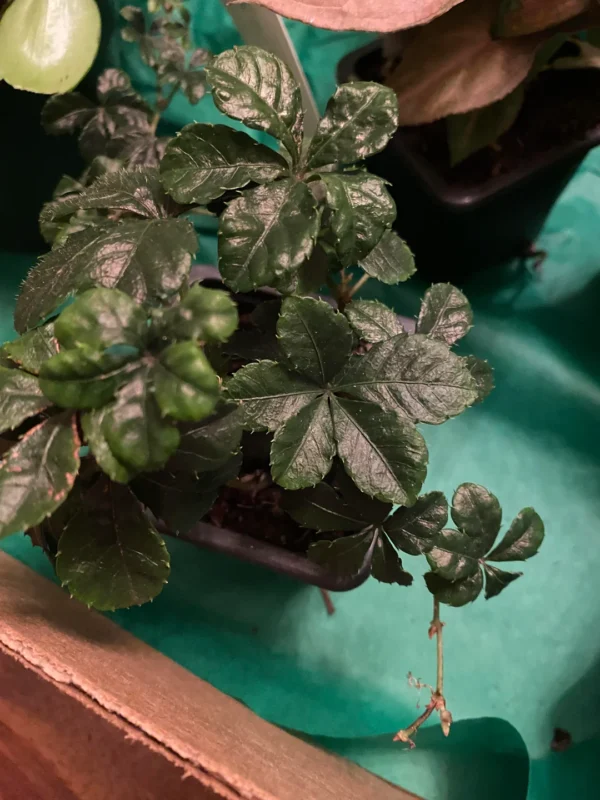 Cissus striata – Image 4