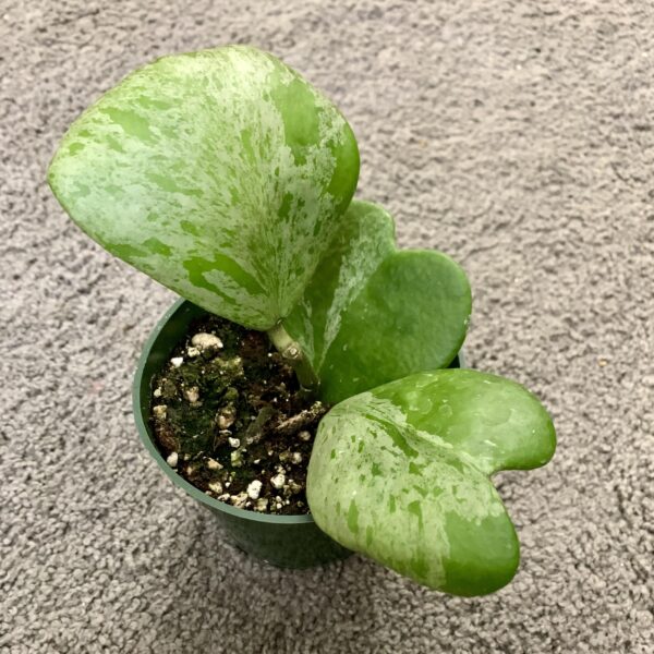 Hoya kerrii Splash – Image 4
