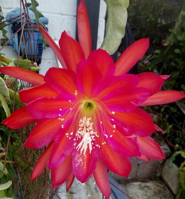 Epiphyllum anguliger Red Tip – Image 4