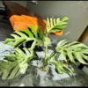 Epipremnum pinnatum Marble King – Image 8