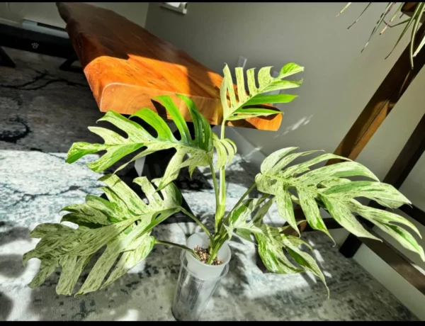 Epipremnum pinnatum Marble King – Image 8