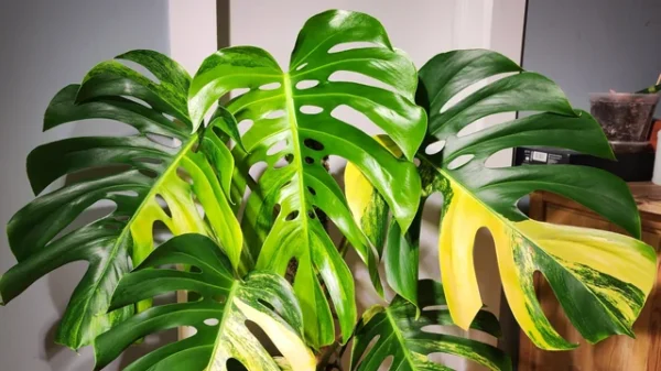 Monstera Aurea – Image 5
