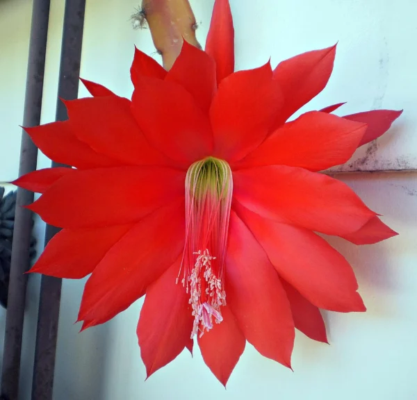 Epiphyllum anguliger Red Tip – Image 2