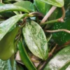 Hoya pubicalyx 'Silver Spot' – Image 10