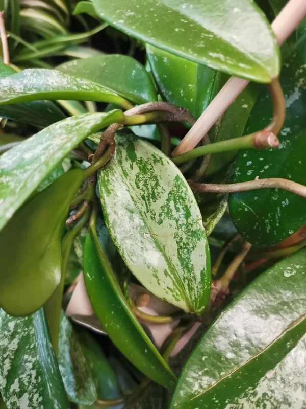 Hoya pubicalyx 'Silver Spot' – Image 10