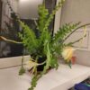 Epiphyllum anguliger – Image 6