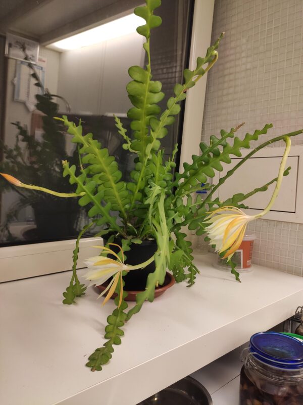 Epiphyllum anguliger – Image 6