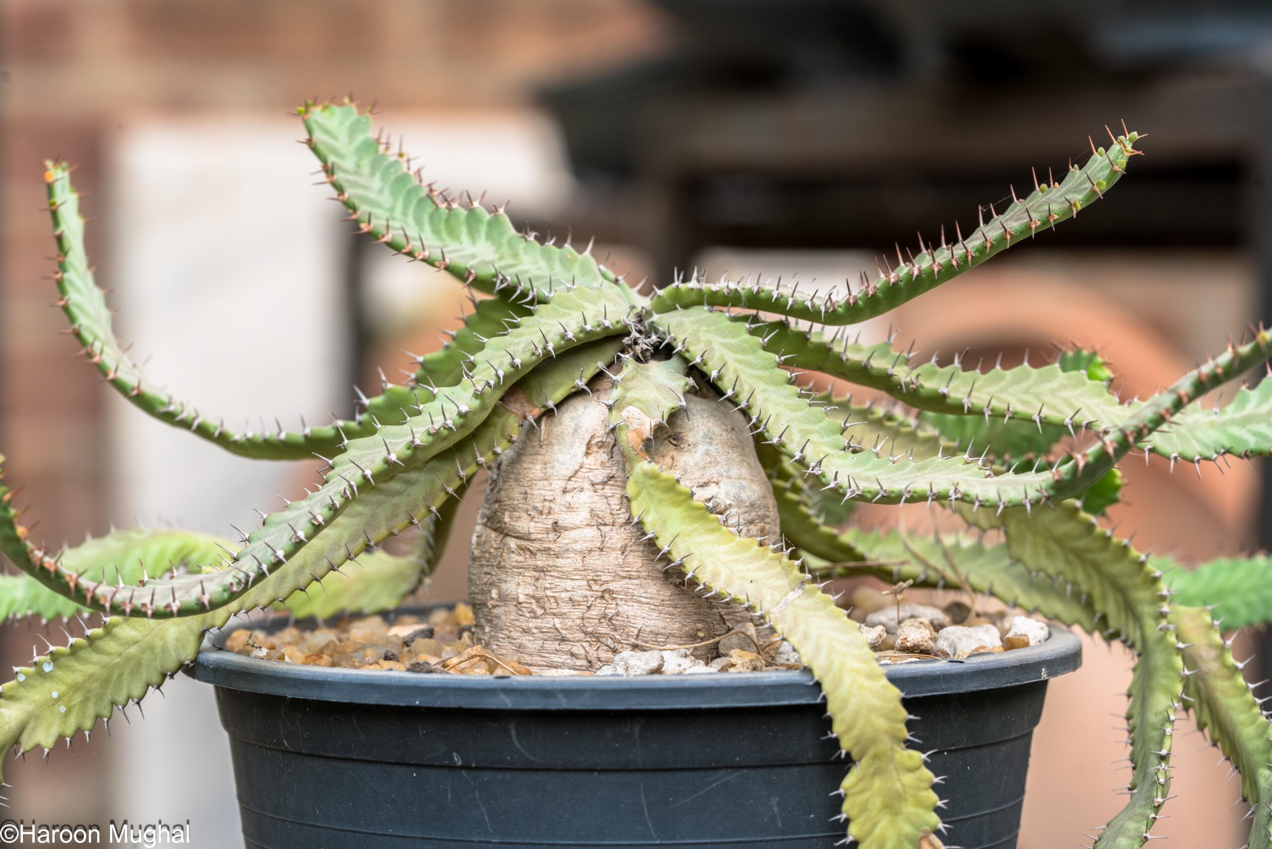 Euphorbia stellata – Image 3