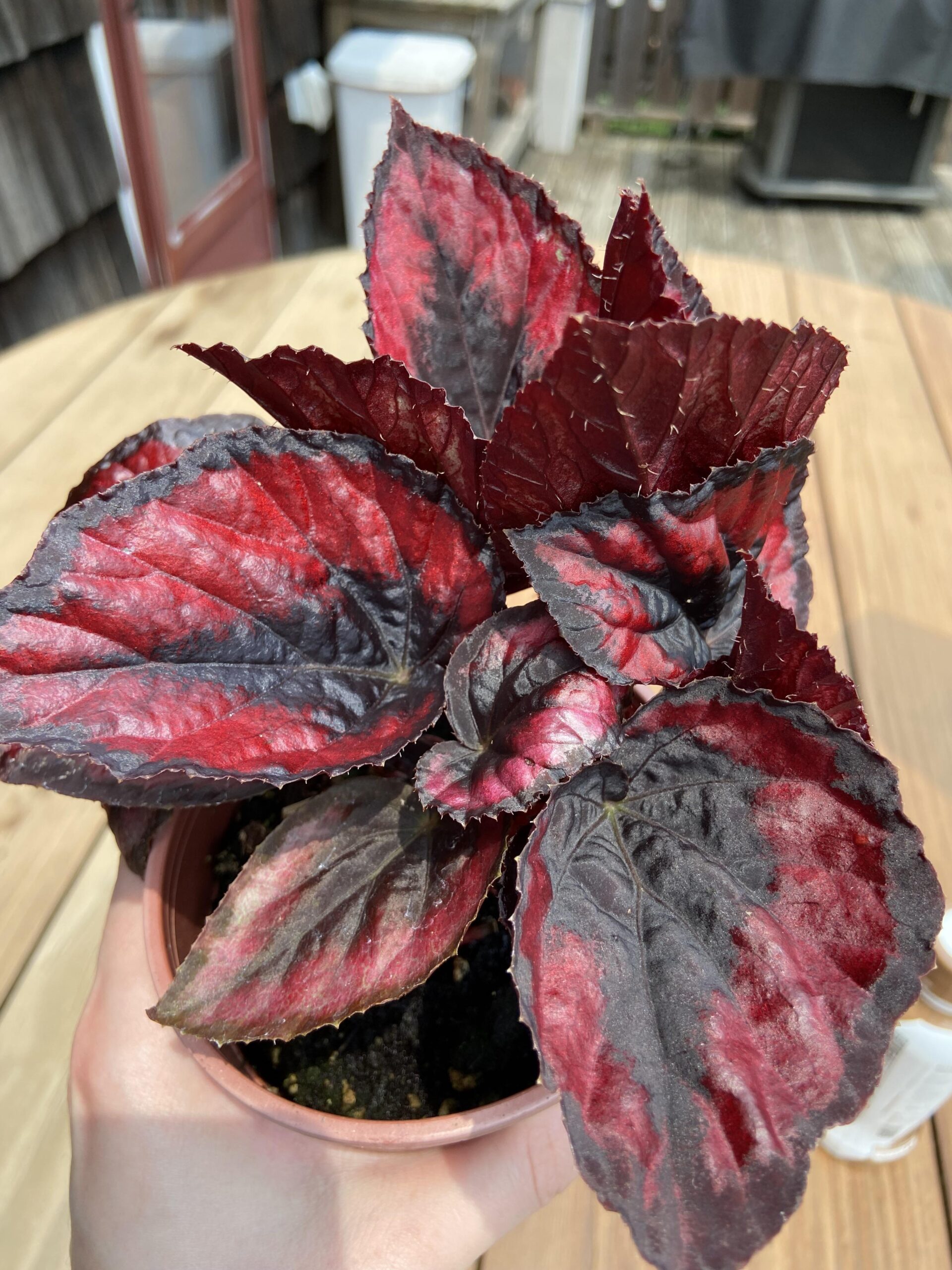Begonia Magic Colours Red Kiss – Image 3