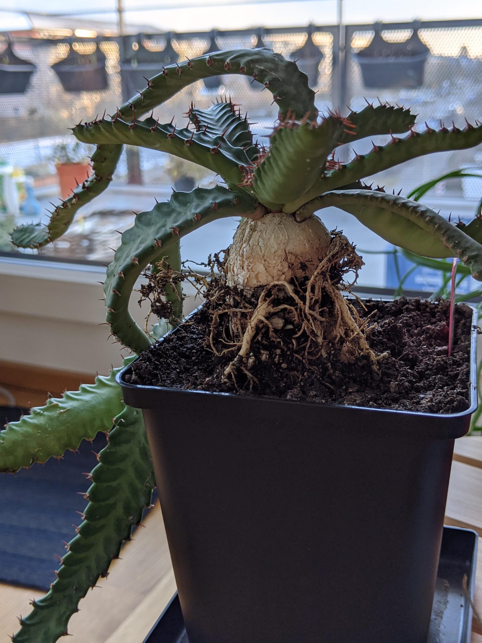 Euphorbia stellata – Image 6