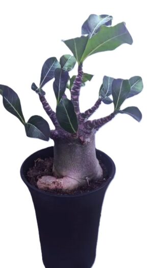 Adenium arabicum