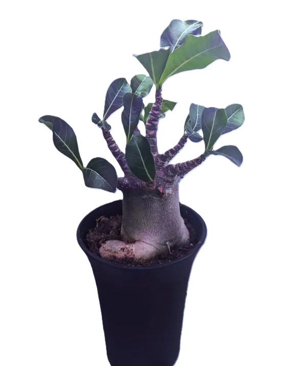 Adenium arabicum