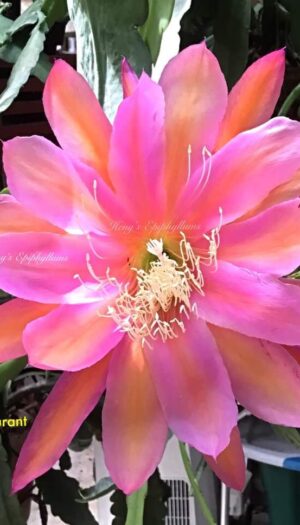 35847113_2074750459454526_7208451248775757824_n