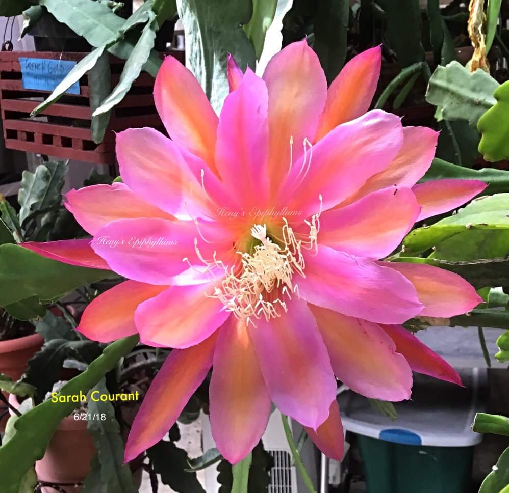 Epiphyllum Sarah Courant – Image 2
