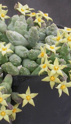 372a18aee21aa5b194955e138269bdb9