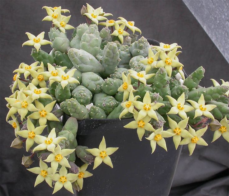 Piaranthus globosus – Image 2