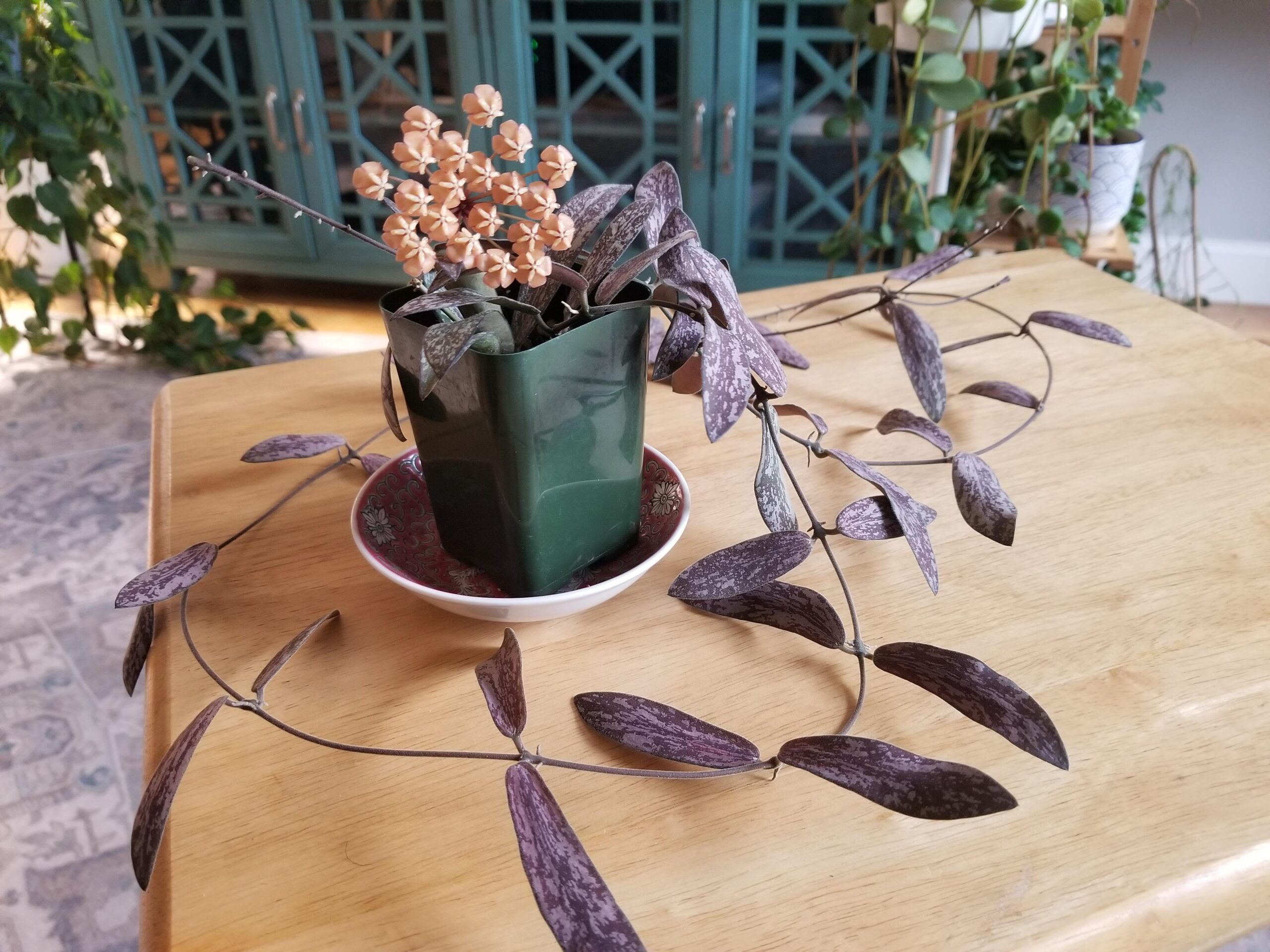 Hoya sigillatis – Image 2