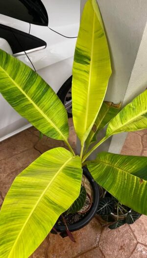 470139834_2834078303426847_2704393494863606630_n