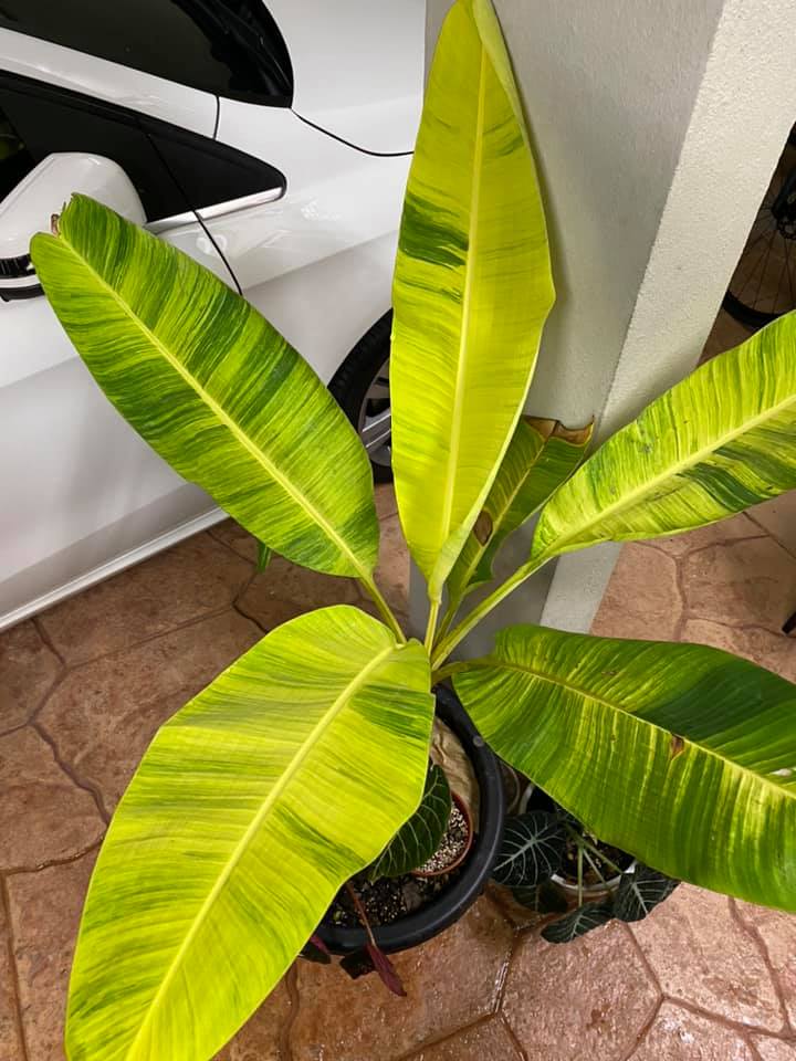 Musa aurea variegata – Image 2