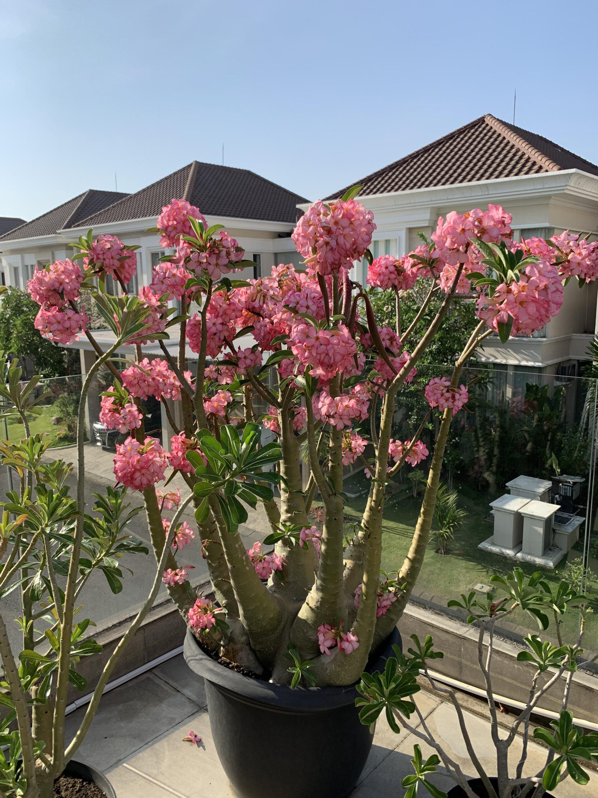 Adenium arabicum – Image 3