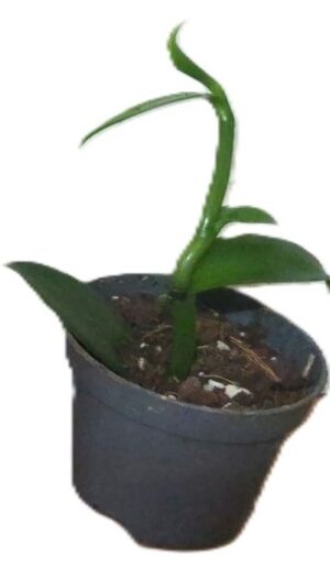 Vanille pompona (vanilla pompona)