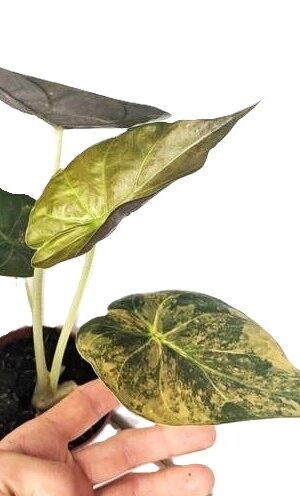 Alocasia wentii Aurea