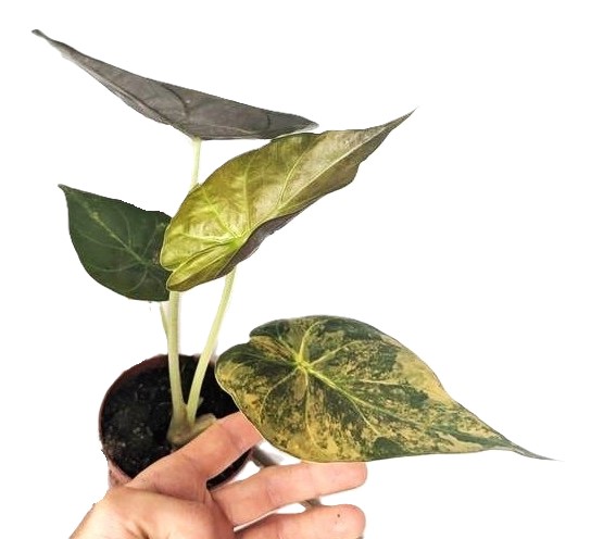 Alocasia wentii Aurea
