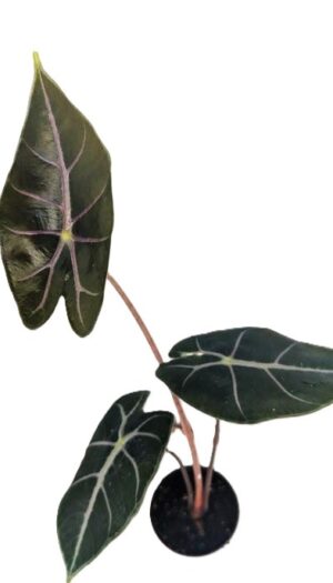 Alocasia Purple Vain