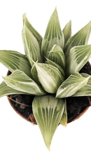Haworthia silver variegata
