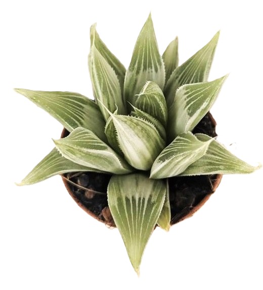 Haworthia silver variegata
