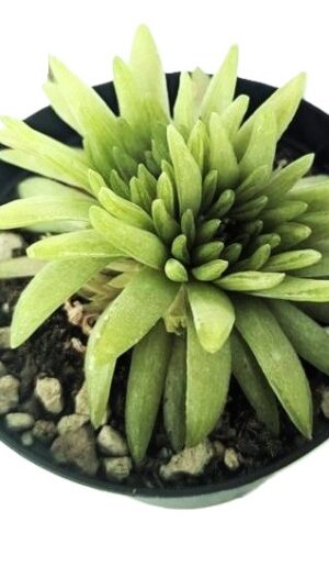 Haworthia Kikuhigasa