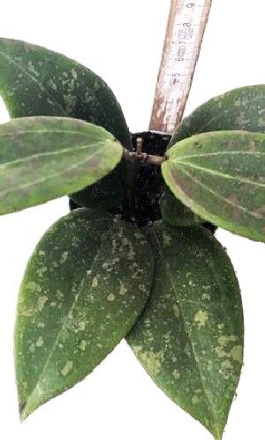 Hoya wibergiae