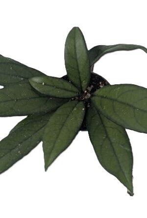 Hoya Crassipetiolata