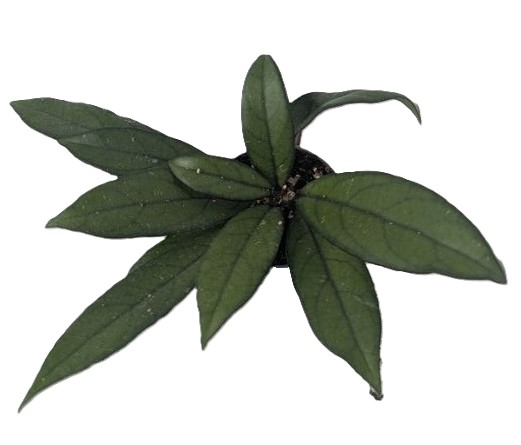 Hoya Crassipetiolata