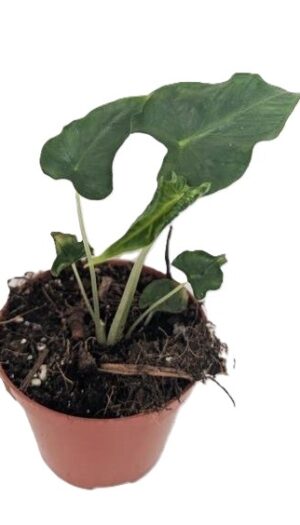 Alocasia Frydek Tattoo