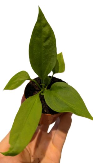 Anthurium vittarifolium