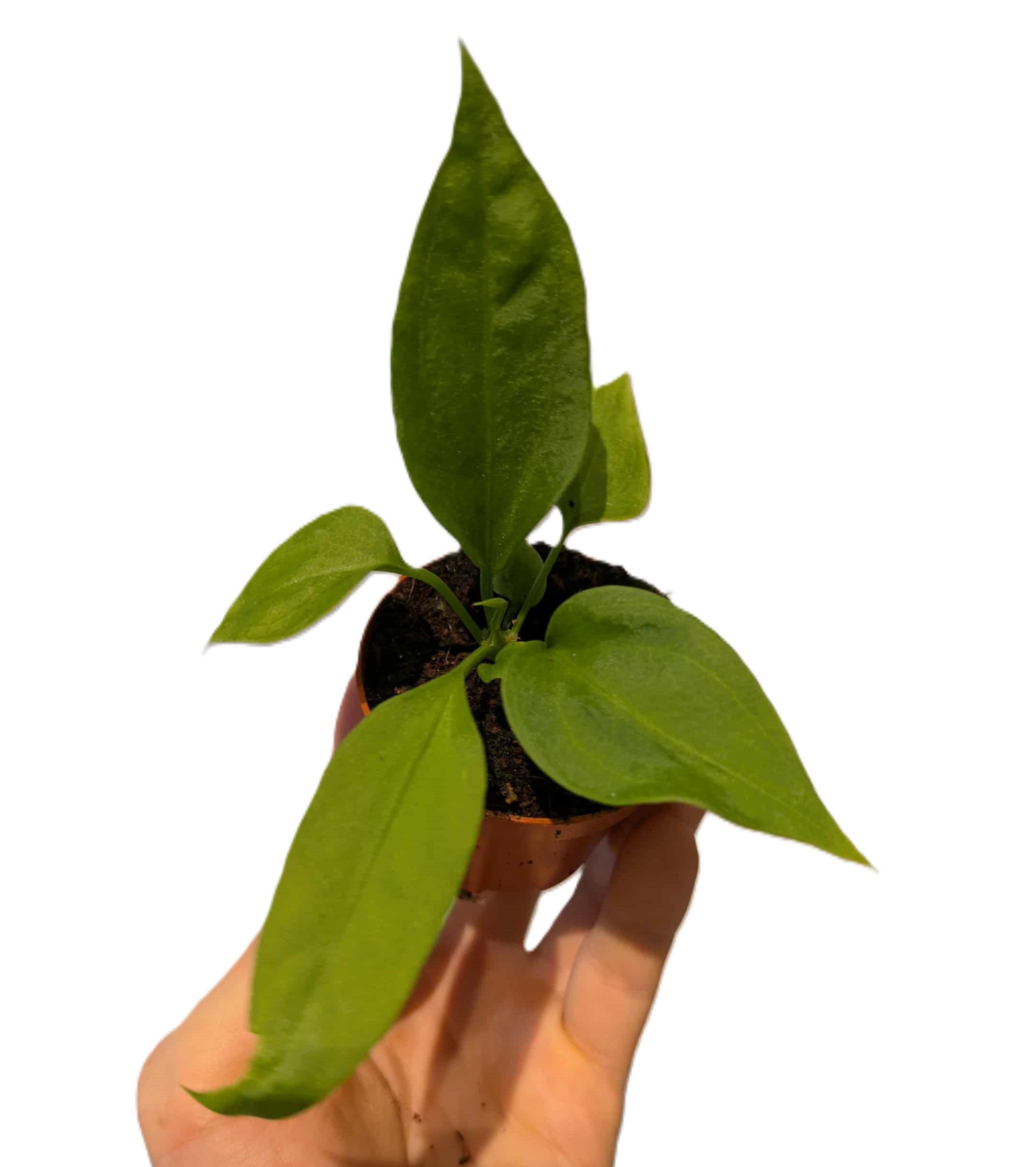 Anthurium vittarifolium